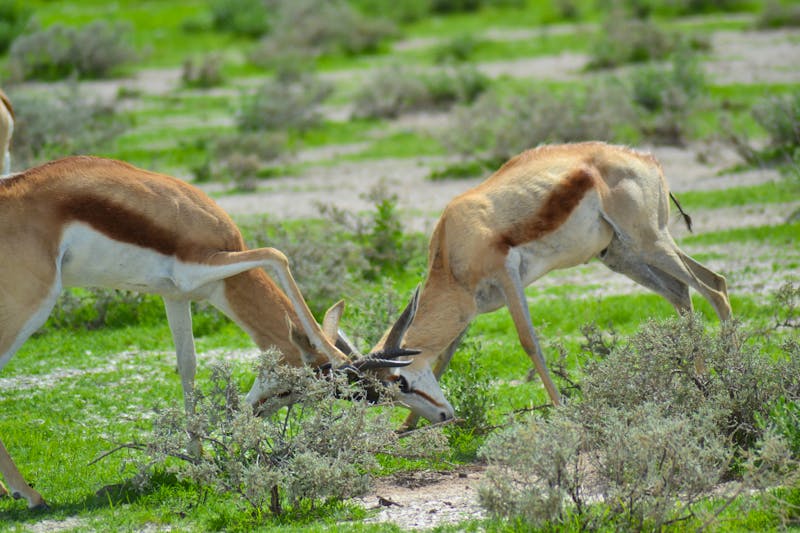 Safari im Etosha-Nationalpark - ©Laura Wonneberger- Eberhardt TRAVEL