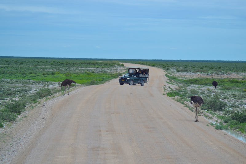 Auf Safari im Etosha Nationalpark - ©Laura Wonneberger - Eberhardt TRAVEL