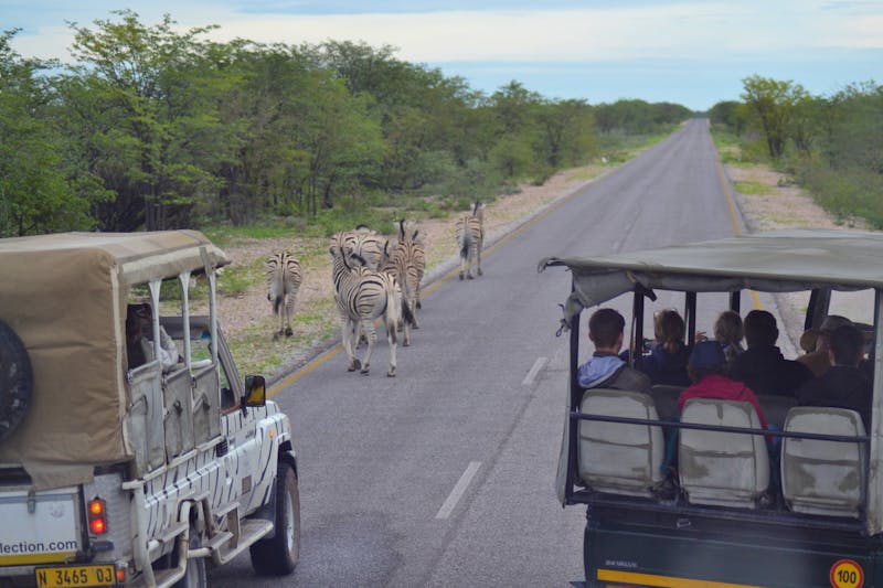 Auf Safari im Etosha Nationalpark - ©Laura Wonneberger - Eberhardt TRAVEL