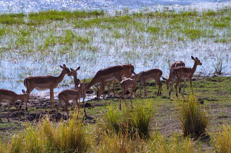 Impals im Mahango-Nationalpark - ©Annett Müller - Eberhardt TRAVEL