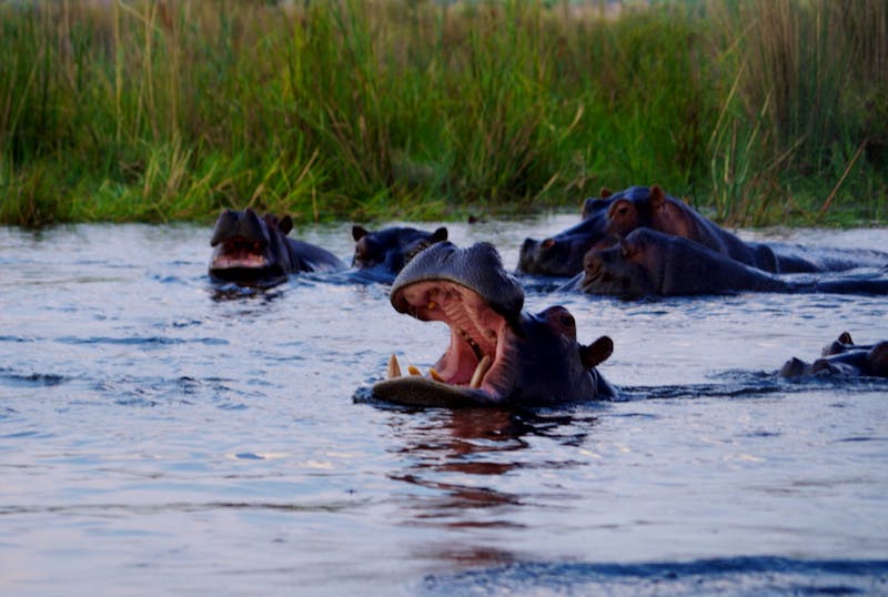 Bootsfahrt im Kwando-Delta - ©Annett Müller - Eberhardt TRAVEL