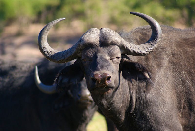 Tierbeobachtungen am Chobe  - ©Susanne Schirmann - Eberhardt TRAVEL