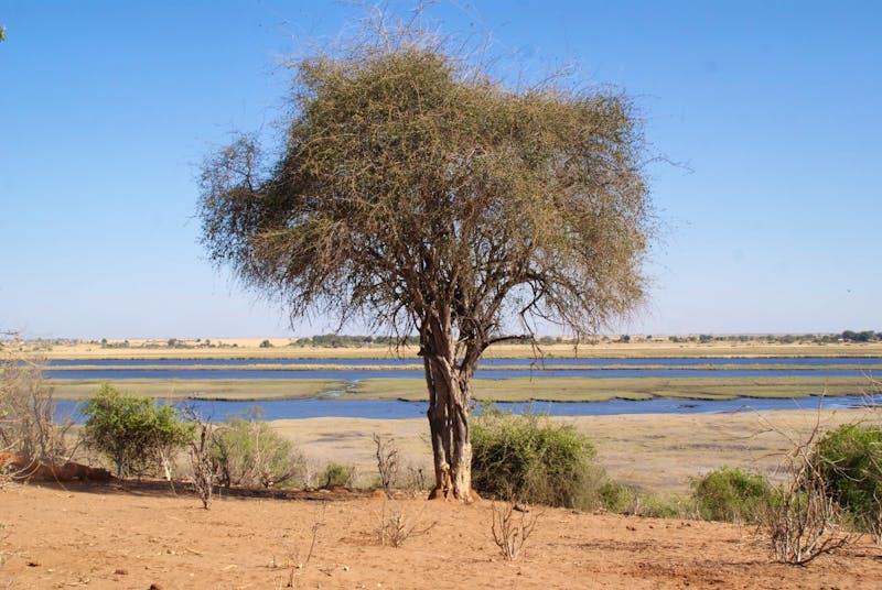 Safari im Chobe-Nationalpark - ©Susanne Schirmann - Eberhardt TRAVEL