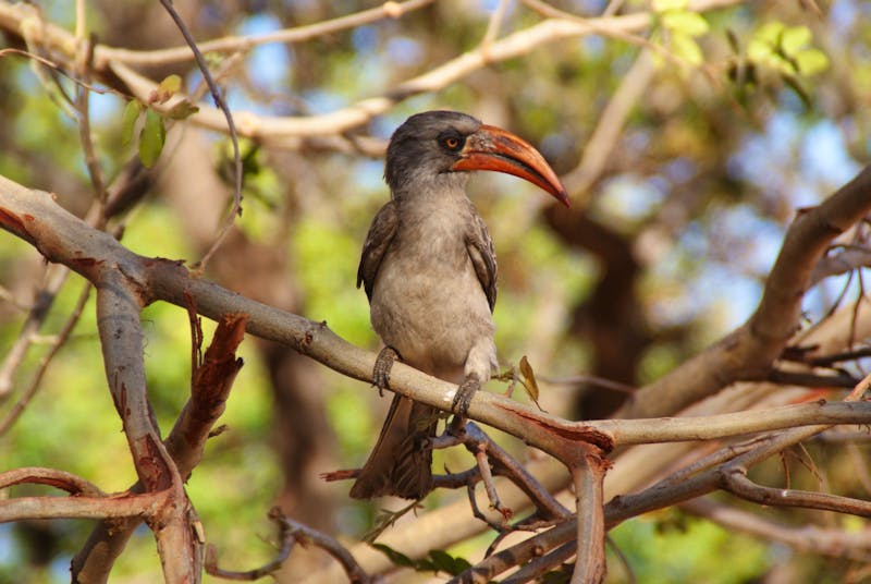 Vogelbeobachtung während der Safari - ein Hornbill - ©Susanne Schirmann - Eberhardt TRAVEL