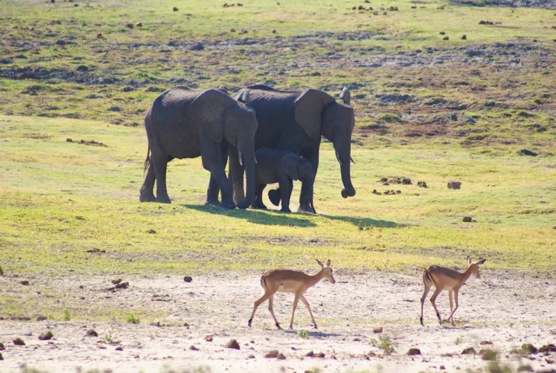 Auf Safari im Chobe-Nationalpark - &copy;Susanne Schirmann - Eberhardt TRAVEL