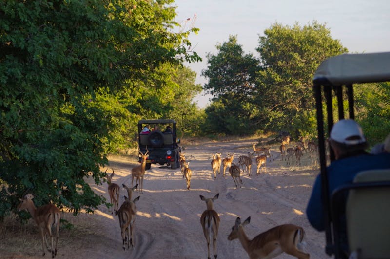 Safari in offenen Geländewagen im Chobe-Nationalpark, Botswana - ©Annett Müller - Eberhardt TRAVEL