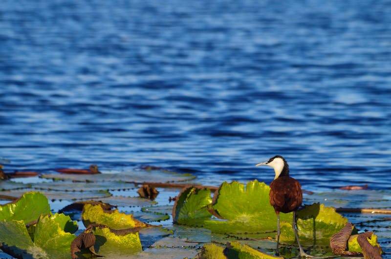 Bootsfahrt auf dem Chobe - Blatthühnchen - ©Annett Müller - Eberhardt TRAVEL