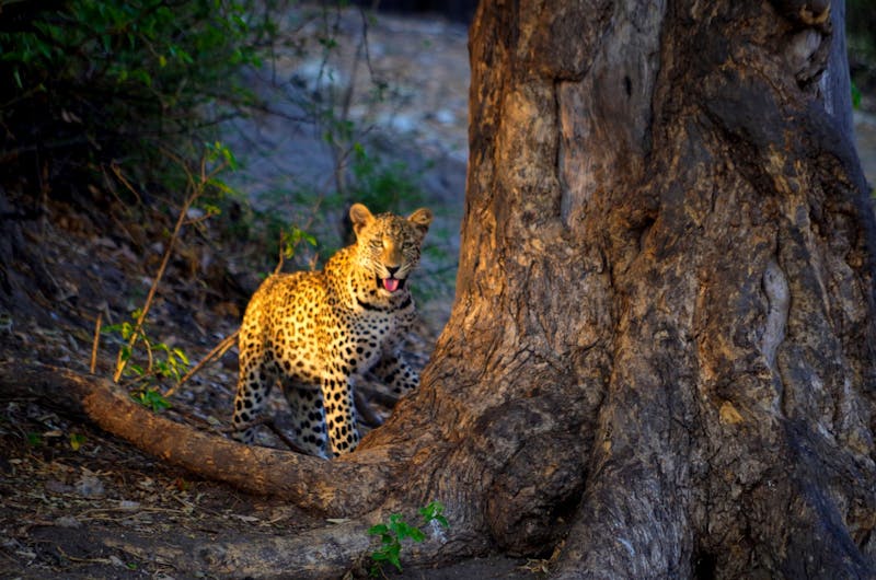 Leopard in der Morgensonne im Chobe-Nationalpark - ©Annett Müller - Eberhardt TRAVEL