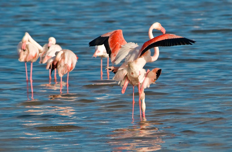 Flamingos auf Sardinien - ©Stout - stock.adobe.com