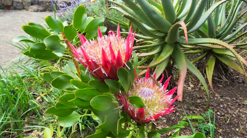 Botanischer Garten La Mortella - Königsprotea &ndash; &copy; Eberhardt TRAVEL - Petra Sauer