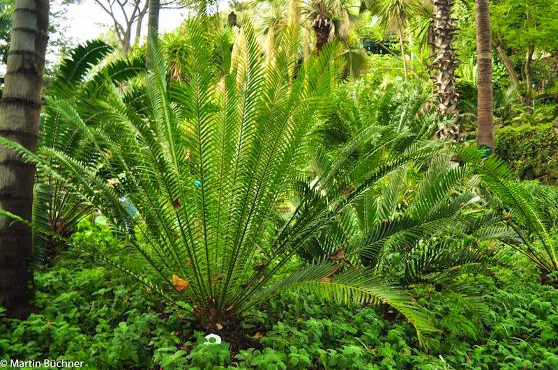 Ischia - Botanischer Garten La Mortella - &copy;Martin Büchner