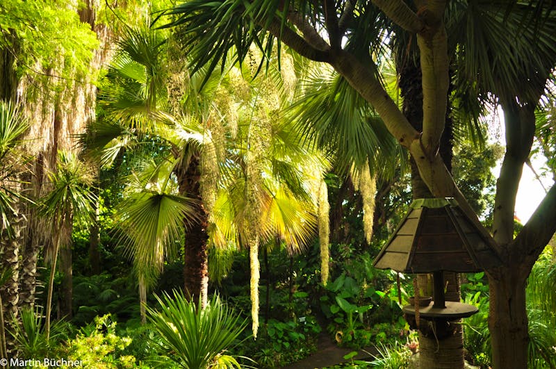 Ischia - Botanischer Garten La Mortella - &copy;Martin Büchner