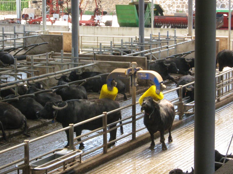 Büffelfarm Vannulo - ©Katrin Deutschbein