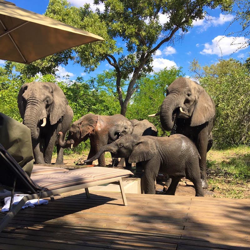 Simbavati River Lodge – Elefanten Am Pool - ©Annett Müller