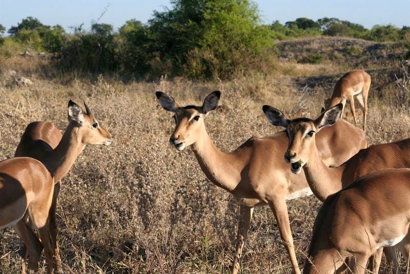 Tierbeobachtung, Impalas - ©Annett Müller - Eberhardt TRAVEL