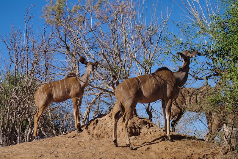 Morgendliche Pirschfahrt im Chobe-Nationalpark - Kudus - ©Annett Müller - Eberhardt TRAVEL