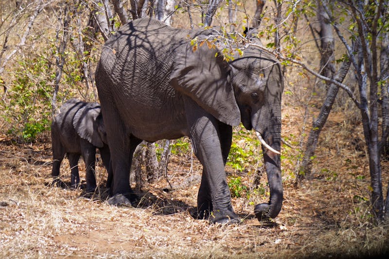 Fahrt durch den Chobe-Nationalpark zur Lodge - ©Annett Müller - Eberhardt TRAVEL