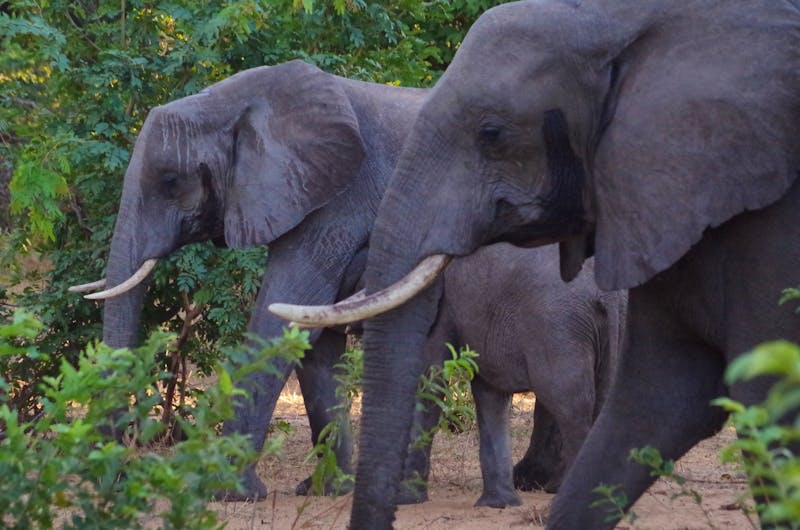 Safari im Chobe-Nationalpark, Botswana - ©Annett Müller - Eberhardt TRAVEL