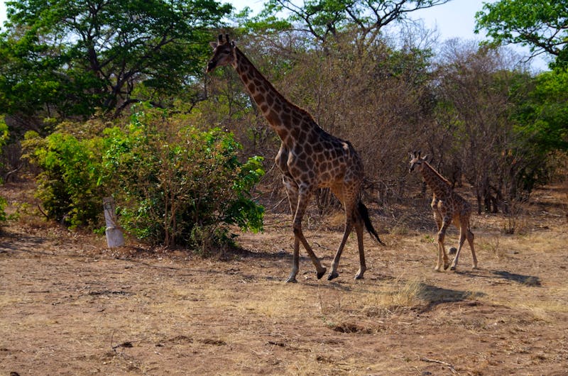 Auf dem Weg zur Chobe Safari Lodge - ©Annett Müller - Eberhardt TRAVEL