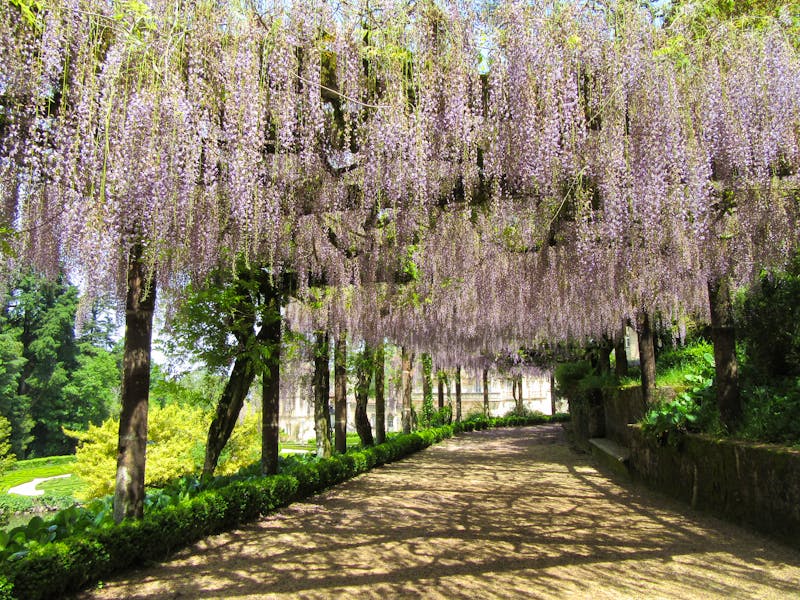 Spaziergang im Park von Bussaco - ©Eberhardt TRAVEL - Rico Manns