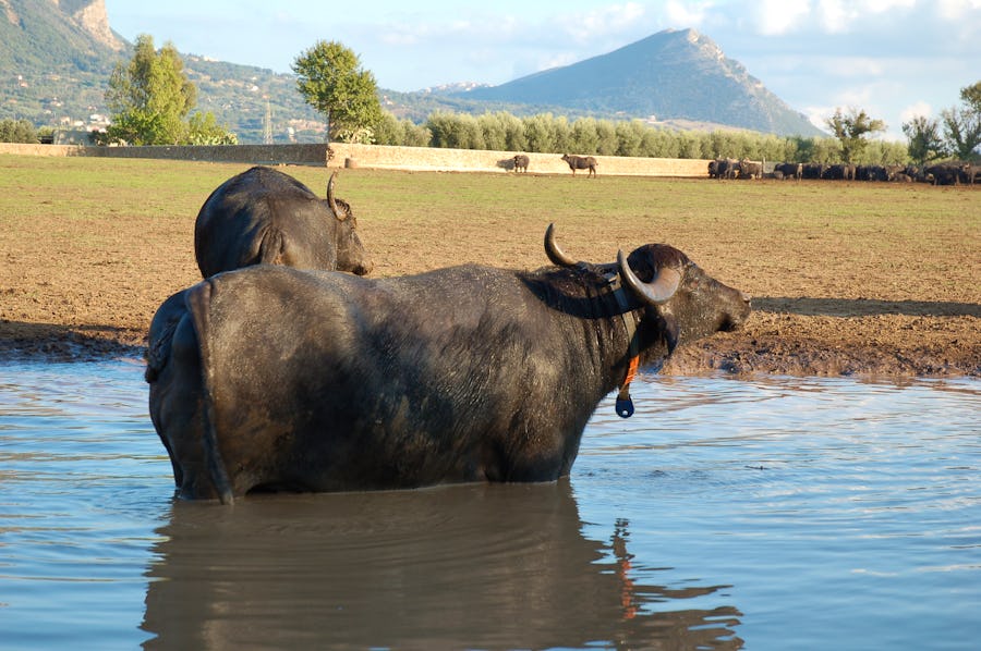 Wasserbüffel im Cilento - Büffelmozzarella – © ©mvoria - stock.adobe.com