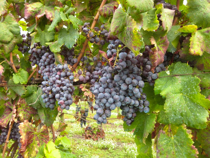 Landgut Cantina del Vesuvio - ©Annette Zocher