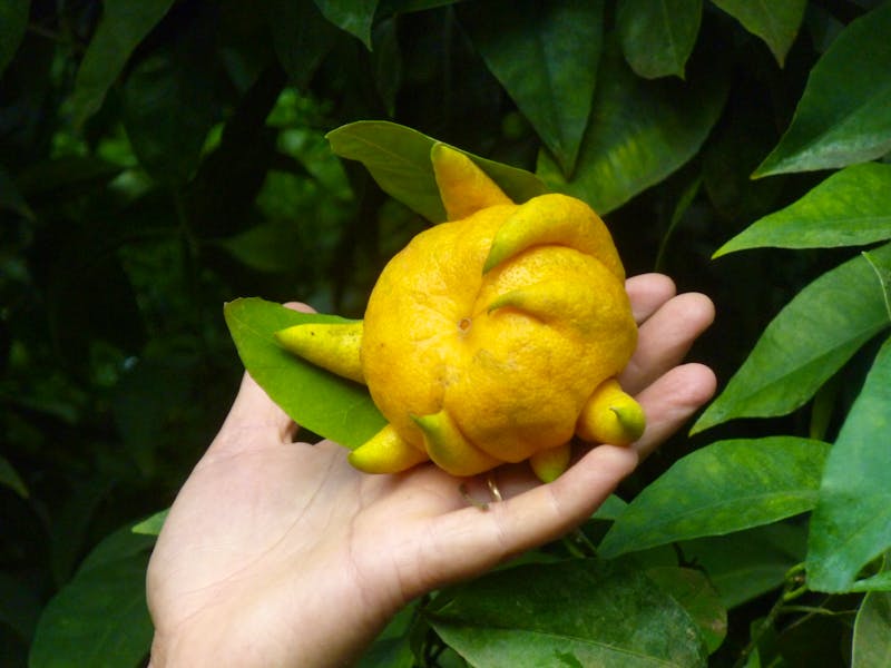 Sorrent - Landgut - Zitronen - &copy;Dr. Grit Wendelberger