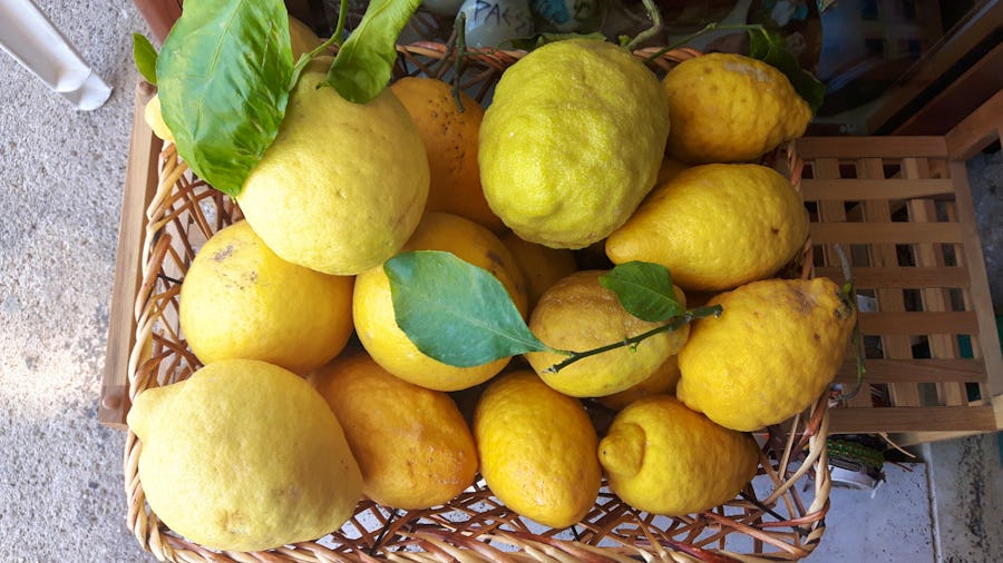 Zitronen von der Amalfiküste ... – © Katrin Deutschbein
