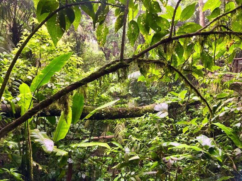 Regenwald - ©Eberhardt TRAVEL - Elisabeth Fox-Maerki