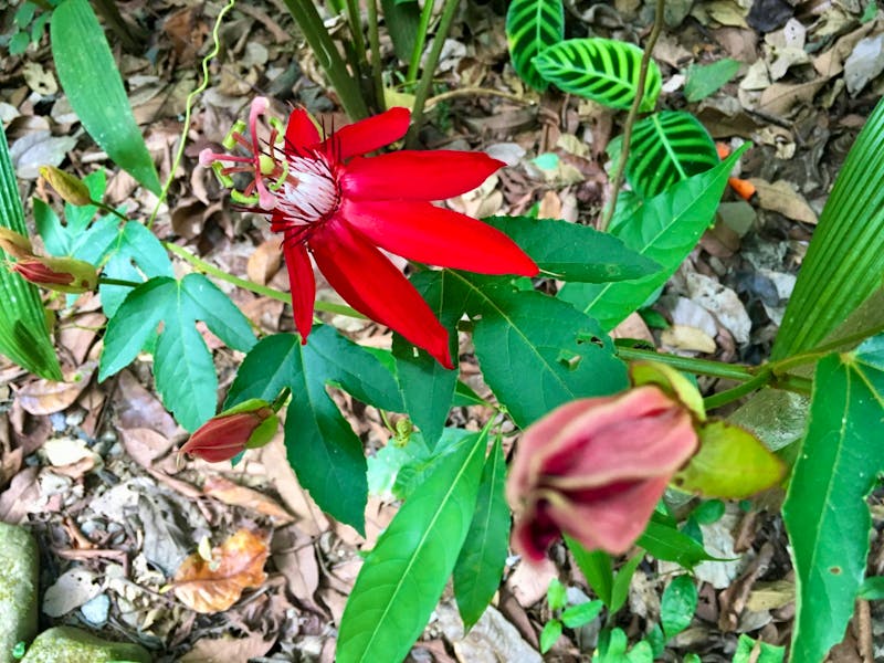Rote Passionsblume - ©Eberhardt TRAVEL - Elisabeth Fox-Maerki