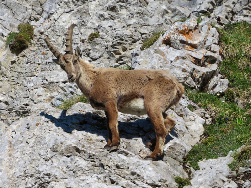 Morgenstimmung auf dem Pilatus - Steinbock hautnah - ©Annette Weise