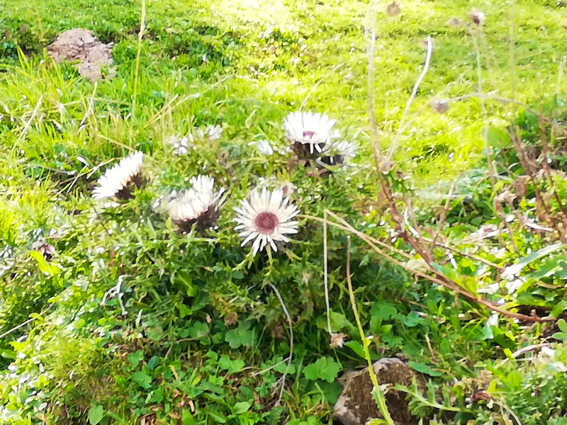 Schwägalp, Wanderung mit Alfred - &copy;Gisela Gerlach