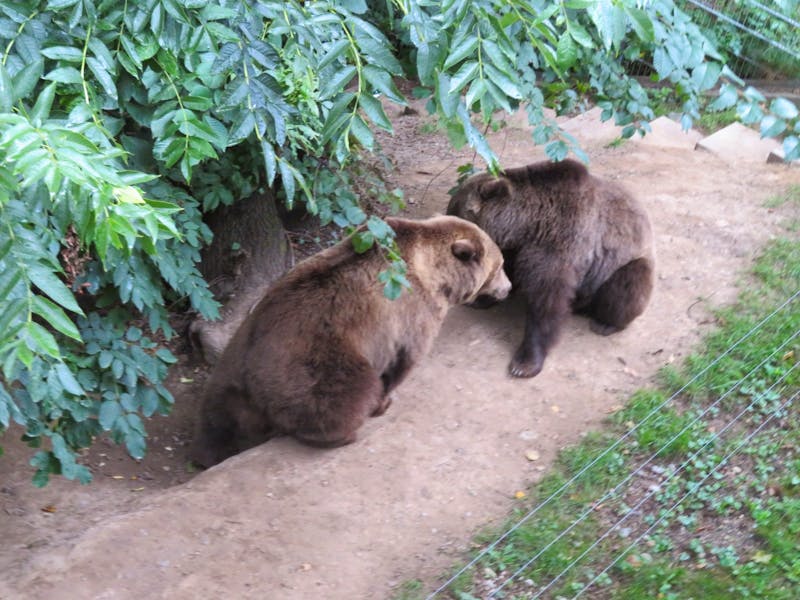 Bern - Bärenpark -der Bär das Wappentier der Stadt - ©Annette Weise