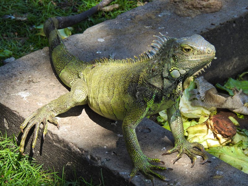 Parque de las Iguanas - Ecuador, Leguan - ©Sabine Letzybyll / Eberhardt TRAVEL