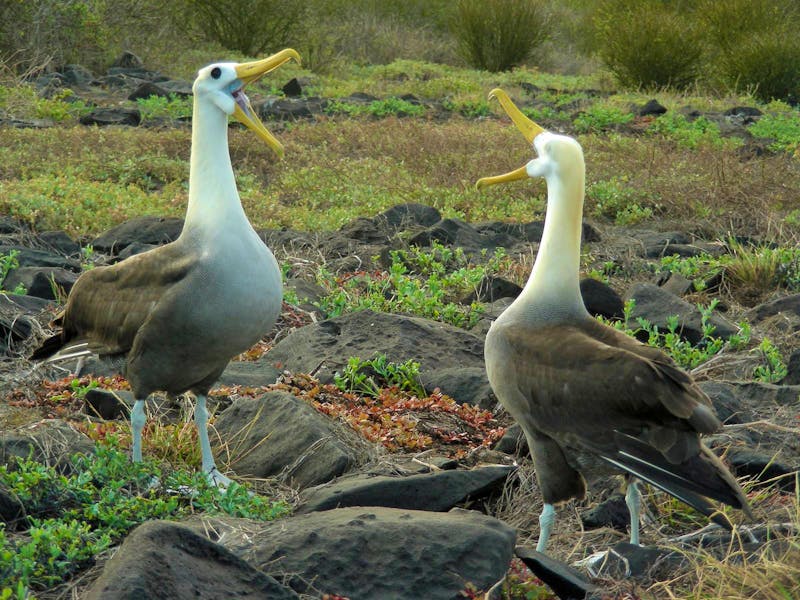 Balzende Galapagos Albatrosse - ©Prof. Dr. Hubert Lücker / Eberhardt TRAVEL