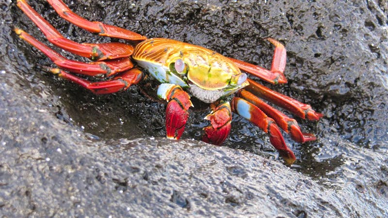 Galapagos - Espanola -Gadner-Bucht - Krabbe - ©Annette Weise / Eberhardt TRAVEL