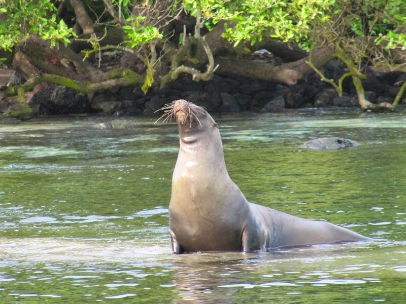 Galapagos - Insel Lobos - Seelöwe - ©Annette Weise / Eberhardt TRAVEL
