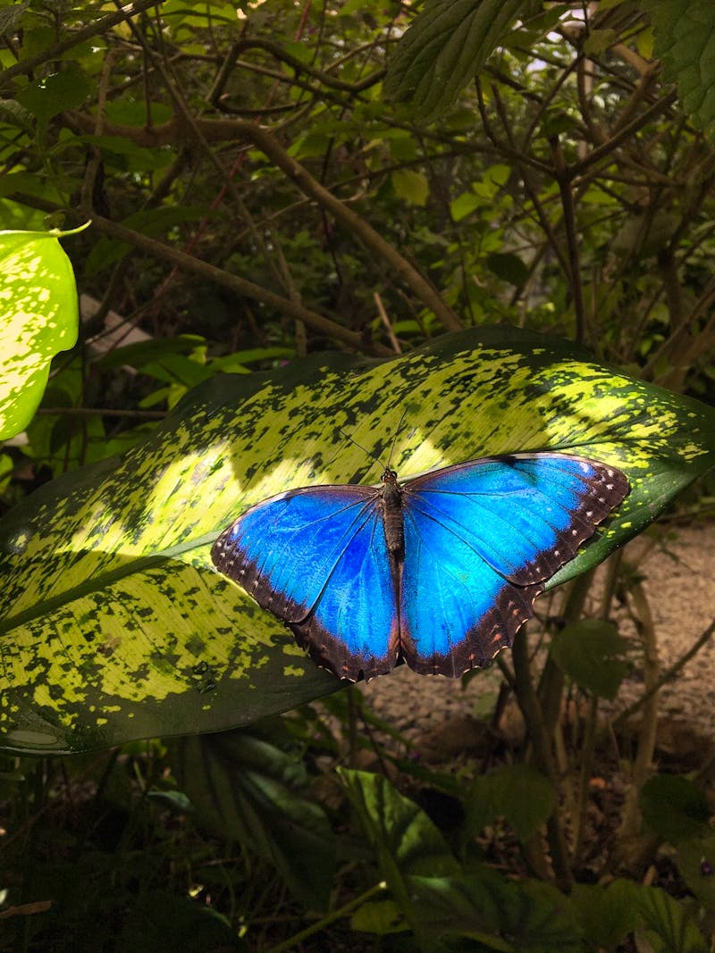 Schmetterlingshaus Mariposario - ©Peggy Schkade