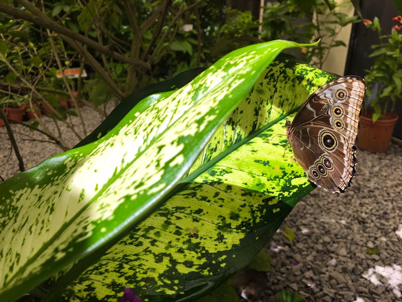 Schmetterlingshaus Mariposario - ©Peggy Schkade