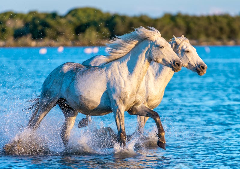 Die Weißen Pferde der Camargue in Südfrankreich - ©©Uryadnikov Sergey - stock.adobe.com