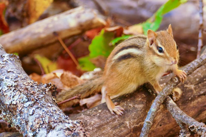Im Algonquin Provinz Park - Ost-Kanada - ©Eberhardt TRAVEL - Alexander Zachow