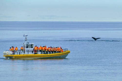 Walbeobachtung auf dem St. Lorenz Strom &ndash; &copy; Eberhardt TRAVEL - Alexander Zachow