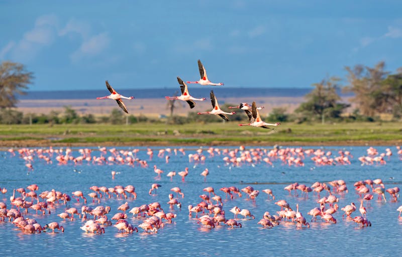 Flamingos in der Camargue - ©Tao Jiang - Adobe Stock