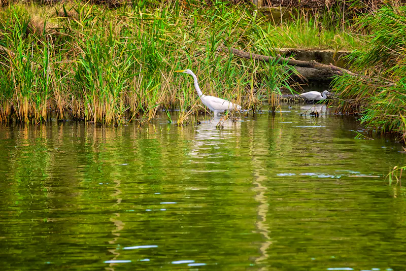 Naturreservat Ropotamo, Bulgarien - &copy;©jessivanova - stock.adobe.com