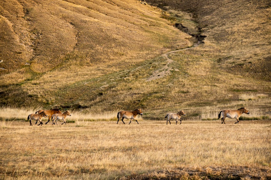 Hustai-Nationalpark – Przewalski-Pferde – © Salvatore Leanza - stock.adobe.com