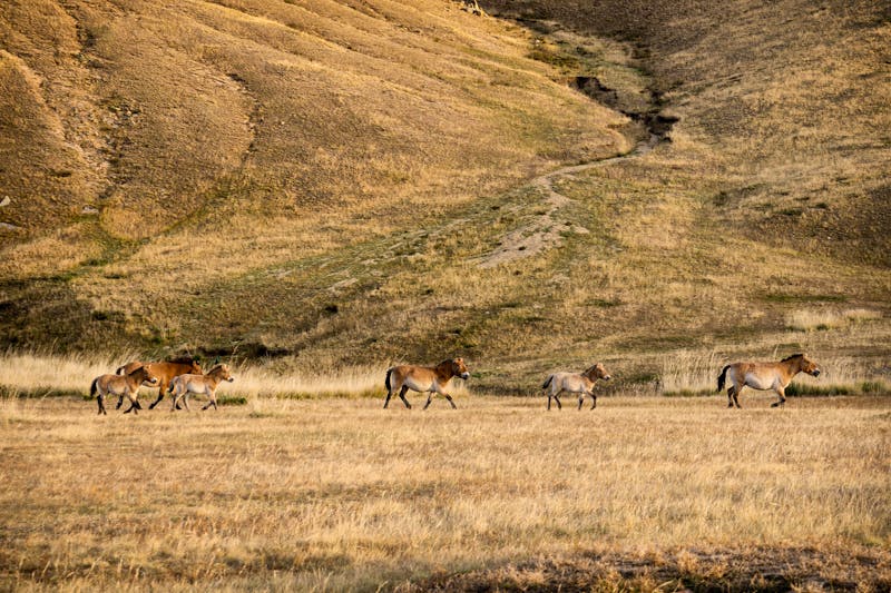 Hustai-Nationalpark – Przewalski-Pferde - ©Salvatore Leanza - stock.adobe.com