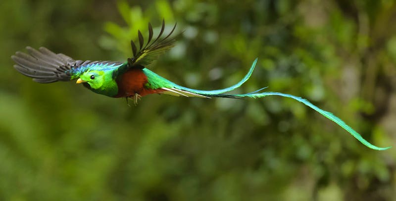 Quetzal Vogelbeobachtung in Costa Rica - ©©Nino - stock.adobe.com