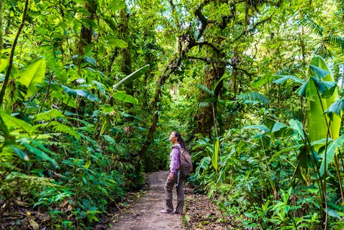 Wanderung im Regenwald von Costa Rica &ndash; &copy; ©Simon Dannhauer - stock.adobe.com