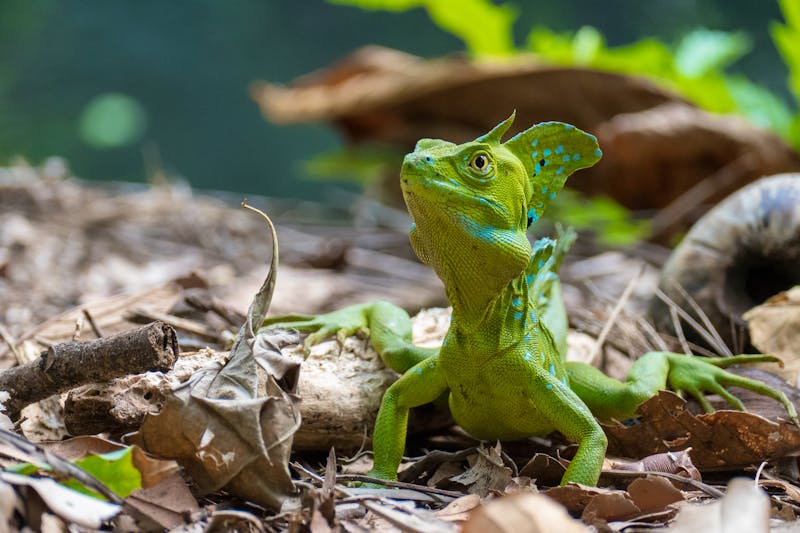 Leguan im Cahuita Nationalpark in Costa Rica - ©©Nadine - stock.adobe.com
