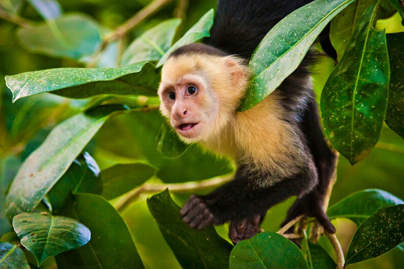 Kapuzineraffe im Cahuita Nationalpark in Costa Rica - ©©LindaPhotography - stock.adobe.com
